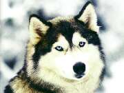 Chien